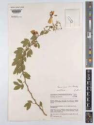 Image result for Senna macranthera