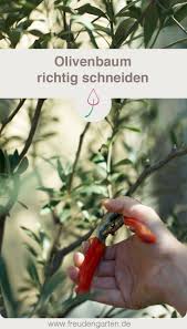 Olivenbaum Schneiden Olivenbaum Olivenbaum Schneiden Olivenbaumchen