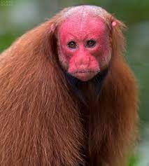 Bald Uakari Monkey Uakari Primates Bizarre Animals