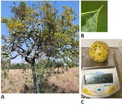 Image result for Inhambanella henriquesii