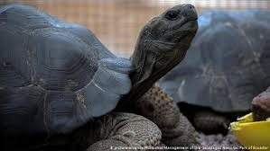 The galápagos tortoise, also known as the galápagos giant tortoise is the 13th heaviest reptile alive today and the largest existing of the species. Galapagos Islands 123 Baby Tortoises Reported Stolen News Dw 06 10 2018