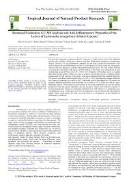 Image result for Lasimorpha