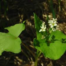 Image result for Fagopyrum esculentum