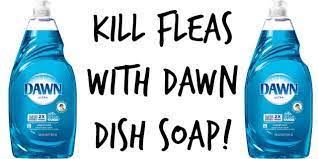How To Kill Fleas With Dawn Vinegar Rrruffhouse Dog Training Belleville Ontario