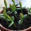 Dragon fruit or pitayas are extremely unique plants that come in three different types. Https Encrypted Tbn0 Gstatic Com Images Q Tbn And9gcquvruzztiyw 7ifnmt5x Jpqqvvwe4teqrjw22cqtatev7cipp Usqp Cau