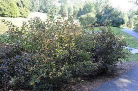 We did not find results for: Native Plants For Maryland Gardens Allentuck Landscaping In 2021 Native Plants Plants Landscape Plans