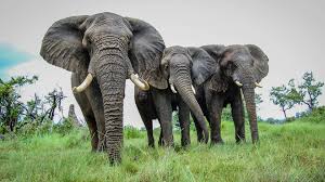 In fact, studies suggest that sri lanka has the highest density of elephants in asia. Elephant Hunts For Sale During A Pandemic The Revelator