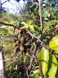 Image result for Uvaria angolensis