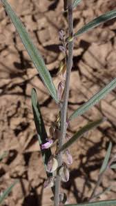 Image result for Polygala erioptera