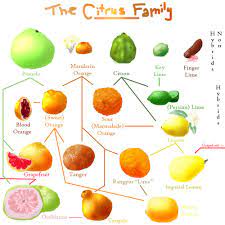 When family find out they flee to start a new life together. Citrus Family Explosion Fruit Facts Healthy Fruits And Vegetables Citrus