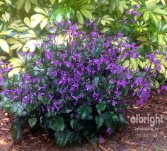 Spreading hardiness cold hardy in usda zones 3 to 9. Mona Lavender Shade Plant With Purple Flowers Low Maintenance Blooming Plants Purple Flowering Plants Shade Plants Purple Flowers Garden