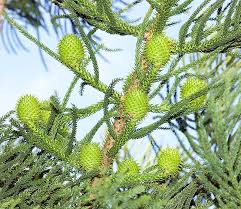 Image result for Araucaria cunninghamii