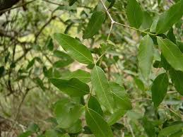 Image result for Pleurostylia