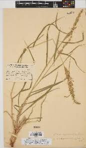 Image result for Setaria lindenbergiana