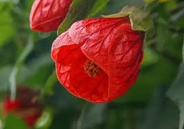 Image result for Abutilon englerianum