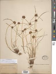 Image result for Pycreus niger