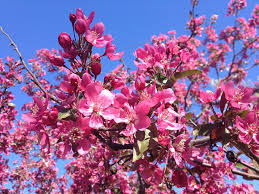Spring flowering trees in ohio. Dogwood Flowering Tree Free Photo On Pixabay