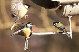 Image result for Kohlmeise vogelhouse