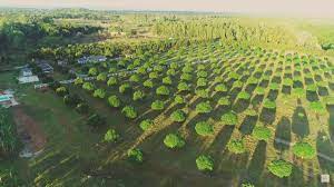 Bea alonzo finally gave us a tour of their family farm in zambales named the beati firma. Video Omg Bea Alonzo S Farm Tour Is Here