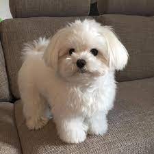 see this instagram photo by masakomashu 485 likes havanesepuppy niedliche welpen niedliche hunde hundebabys