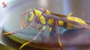 Coyote Peterson Stung By An Executioner Wasp Facebook