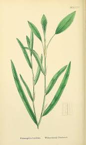 Image result for Potamogeton nodosus