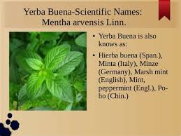 Listen to all songs in high quality & download hierbabuena songs on gaana.com. Yerba Buena In English Shefalitayal