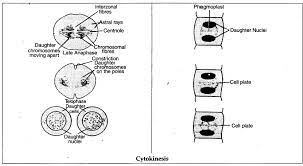 • animal cells undergo cytokinesis through the formation of a cleavage furrow. How Is Cytokinesis Different In An Animal And A Plant Cell Cbse Class 11 Biology Learn Cbse Forum
