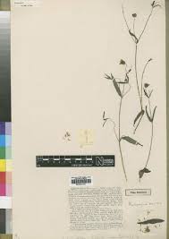 Image result for Aspilia kotschyi