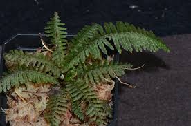 Image result for Trichomanes