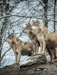 Funkysafari Wolf Dog Wolf Photos Animals Wild