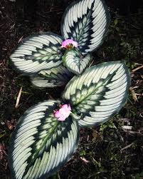 Image result for Kaempferia