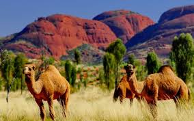 Take a wildlife tour at uluru camel tours, australia. Camel Express Uluru