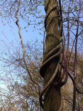 Botanischer Garten Berlin Tree Trunk Plants Tree