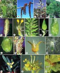 Image result for Apodanthaceae