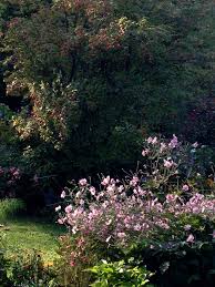 Pin On Mein Garten
