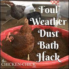 Even if chickens are completely confined, it's easy to put together suitable dusting facilities. Foul Weather Dust Bath For Backyard Chickens