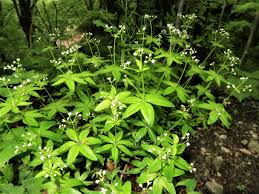 Image result for Galium scioanum