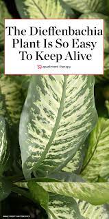 Low Maintenance Dieffenbachia Plants Are So Easy To Keep Alive Plants Easy Plants Plant Care