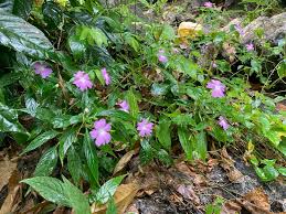 Image result for Impatiens warburgiana