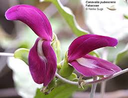 Image result for Canavalia