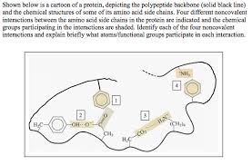 The polypeptide chain thus consists of a regularly repeating part, the backbone or main chain, and a variable part, the. Solved Shown Below Is A Cartoon Of A Protein Depicting T Chegg Com
