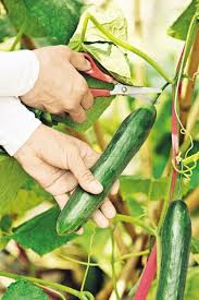 動手做！零失敗鮮‧嫩‧漬物| Travel & Dining - DIVA | etnet 經濟 ...