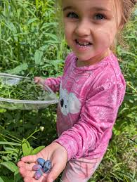 If anyone is planning a party or a cottage weekend, my daughter is managing  our Farm Stand (Springwater Haskap) at the Collingwood Farmer's Market  every Saturday morning! Frozen haskap berries, baked goods,