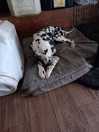 Paradise Valley Rescue added a...