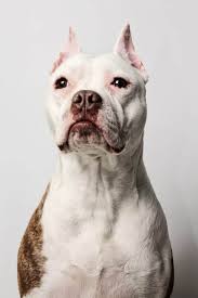Maybe you would like to learn more about one of these? Nashville Animal Rescue And Activism Get Involved