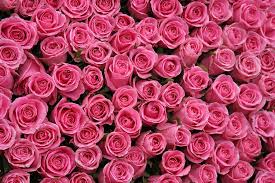 Hot Pink Rose Background By Michael Ledray In 2020 Pink Roses Background Flower Wallpaper Pink Flowers Wallpaper