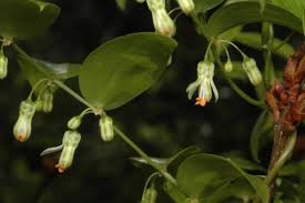 Image result for Asparagus asparagoides