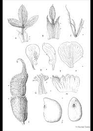 Image result for Stylosanthes fruticosa