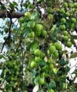 Buah bidara biasa dimakan sebagai buah segar, namun juga dapat dikeringkan atau dibuat manisan dan rujak. Anim Agro Technology Fakta Tentang Buah Bidara